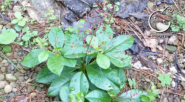 plant 05-1 假人參
