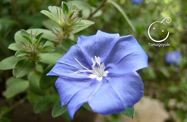 plant 06-1 藍星花
