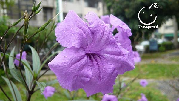 plant 08-1(翠蘆莉)