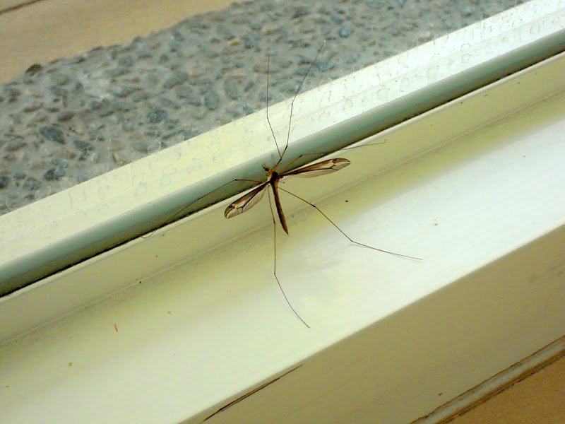 DSCN9348.JPG