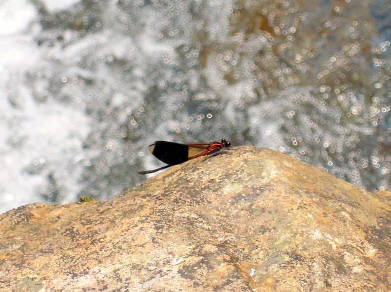 DSCN9531.JPG