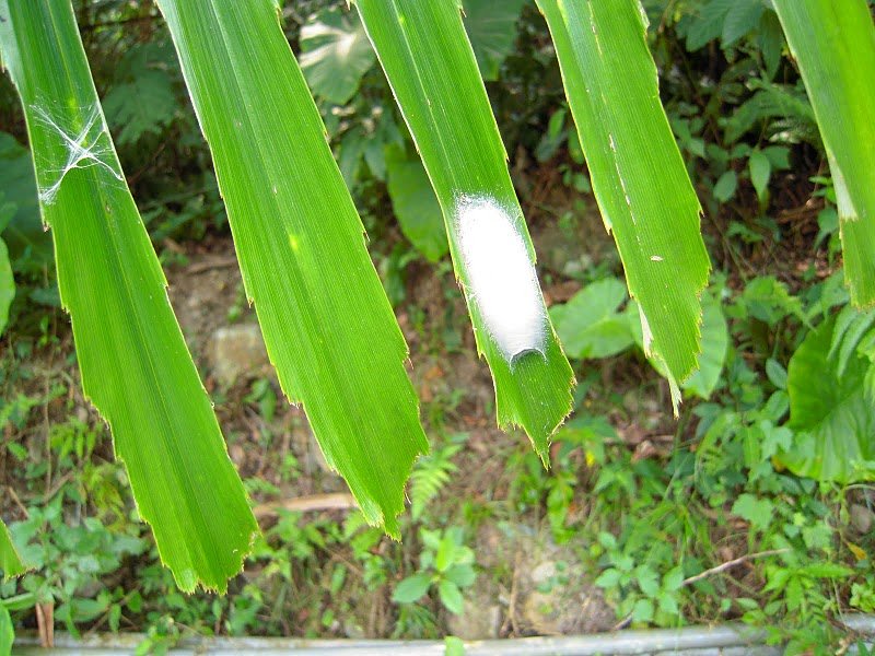 DSCN9560.JPG