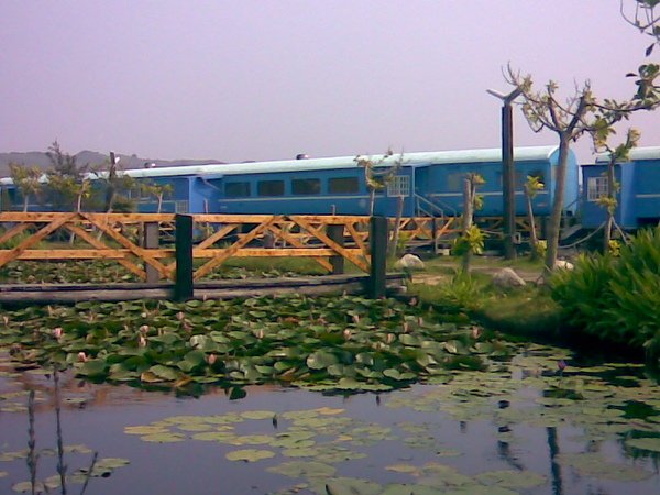 通霄石蓮園049.jpg