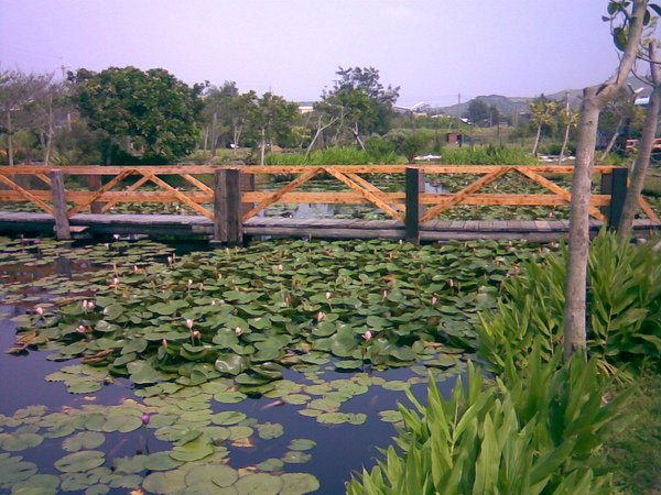 通霄石蓮園051.jpg
