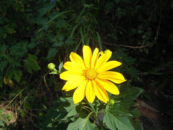 DSCN4356.JPG
