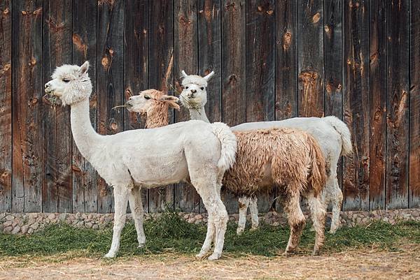 alpaca-4357188_1920.jpg
