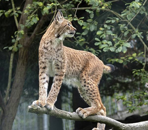 lynx-4489002_1920.jpg