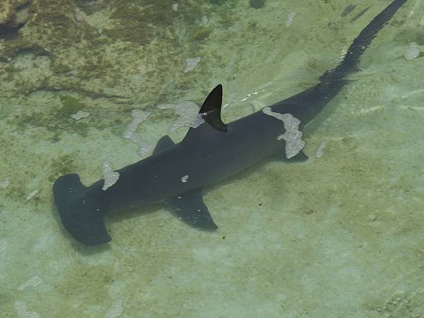 hammerhead-shark-298238_1920.jpg