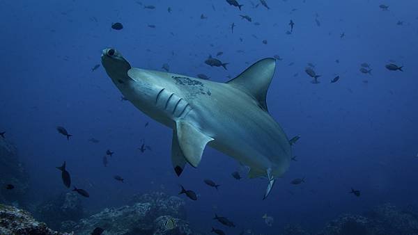 hammerhead-shark-5024656_1920.jpg