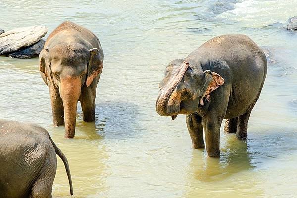 elephant-4036082_1280.jpg