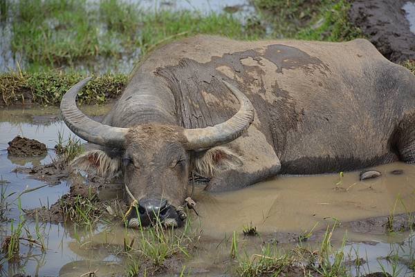 buffalo-g0e0097eae_1280.jpg