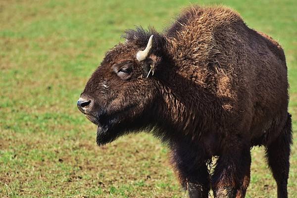 bison-gfb4e652b7_1280.jpg