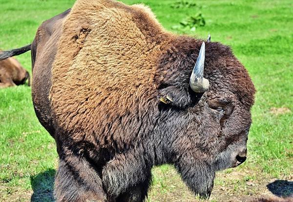 bison-g6f2b19fae_1280.jpg
