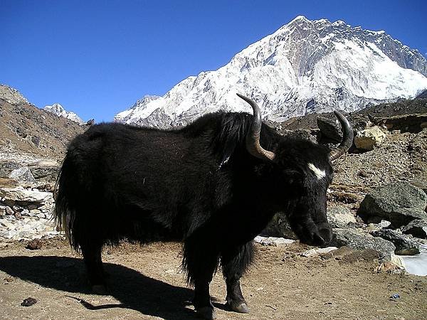 nepal-g070f2824d_1280.jpg