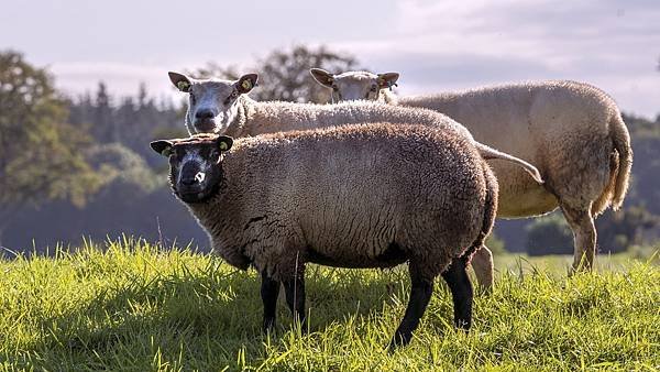sheep-ged9939e1d_1280.jpg