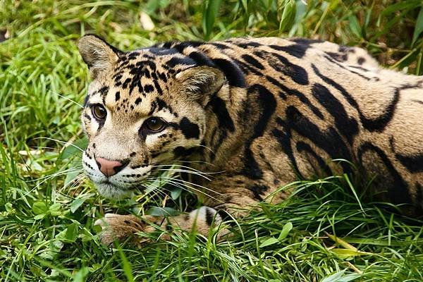 animal-g25fa7b705_1280.jpg