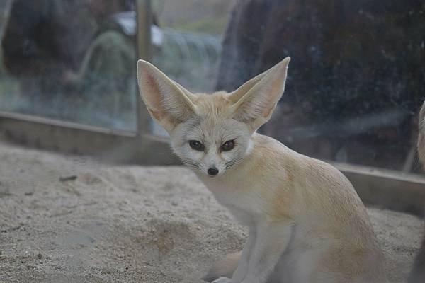 animal-gd8d4bc880_1280.jpg