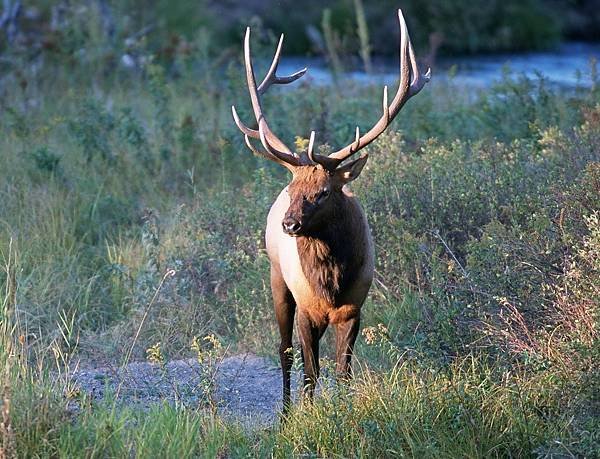 deer-g71179419e_1280.jpg