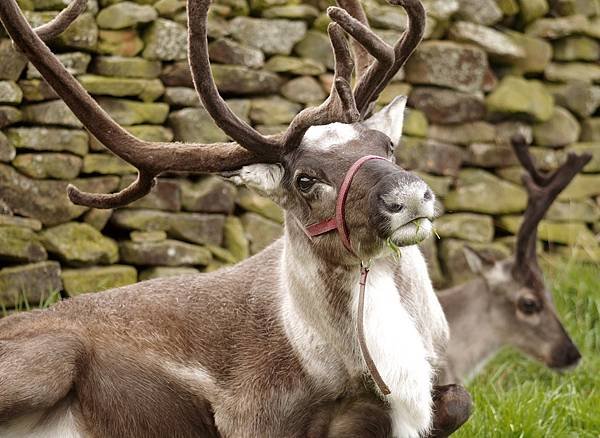 reindeer-g58bf3daab_1280.jpg