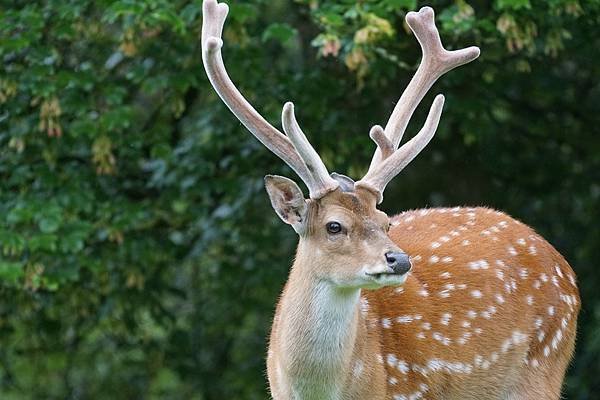 sika-deer-g81dc89621_1280.jpg