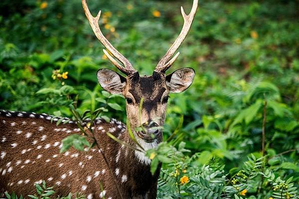 chital-ged02085fa_1280.jpg