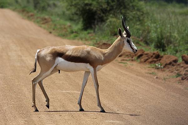 springbok-g0d5e8fa05_1280.jpg