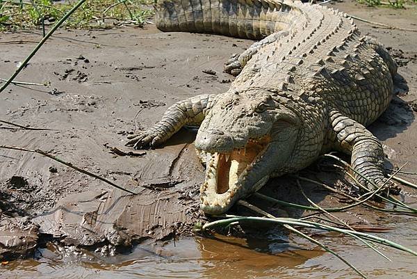 crocodile-945308_640.jpg