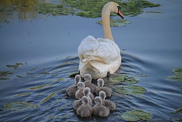 swan-3299528_640.jpg