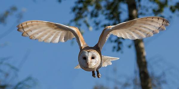 barn-owl-1107397_1280.jpg