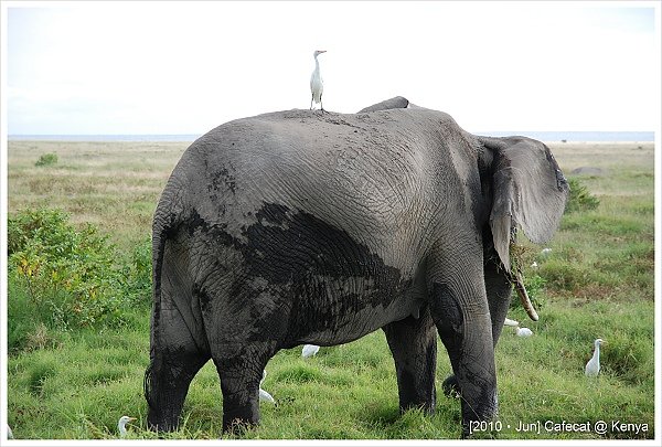 大象背上的是牛背鷺Cattle Egret