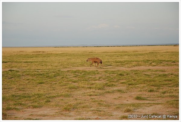 非洲鬣狗Hyena