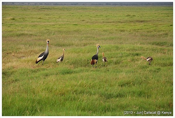 冠鶴Crowned Crane