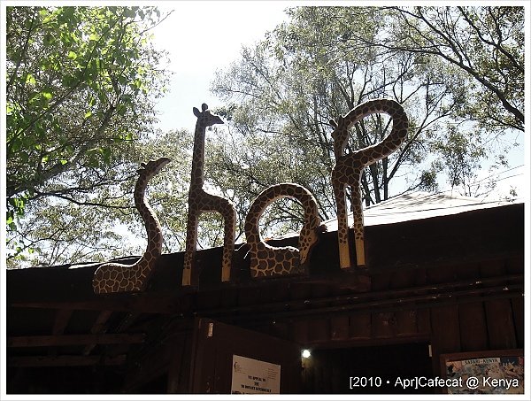 紀念品店的招牌也是長頸鹿喔!
