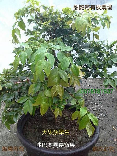 新品種 Myrciarin X Cauliflora 沙巴變種嘉寶果 紅妃矮早生嘉寶果(樹葡萄)