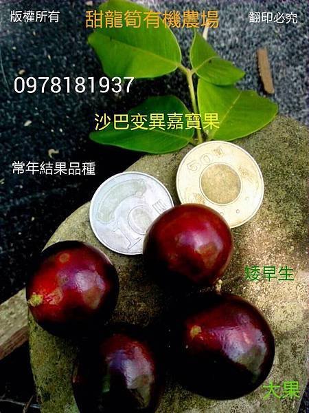 新品種 Myrciarin X Cauliflora 沙巴變異嘉寶果 紅妃矮早生嘉寶果(樹葡萄) 三年開花，四年結果