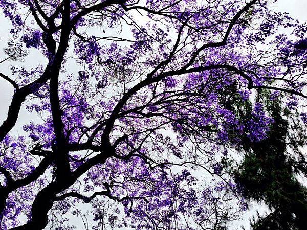 jacaranda tree 3