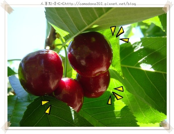 cherry1.JPG