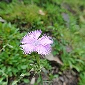DSC_4327.jpg