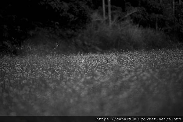 DSC_7536-2_1.jpg