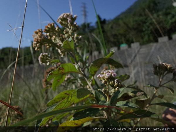 美洲闊苞菊3.JPG