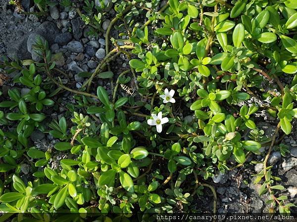 脈耳草（類馬齒莧）2.JPG