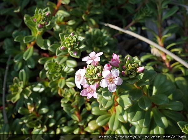 濱排草(茅毛珍珠菜）3.JPG