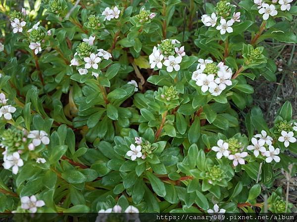 濱排草(茅毛珍珠菜）4.JPG