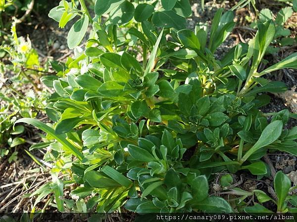 濱排草(茅毛珍珠菜）5.JPG