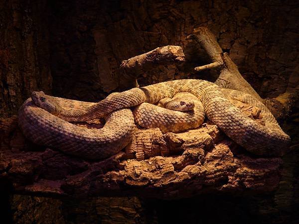 spotted-rattlesnake-snakes-crotalus-mitchellii-rattlesnakes-53488.jpeg