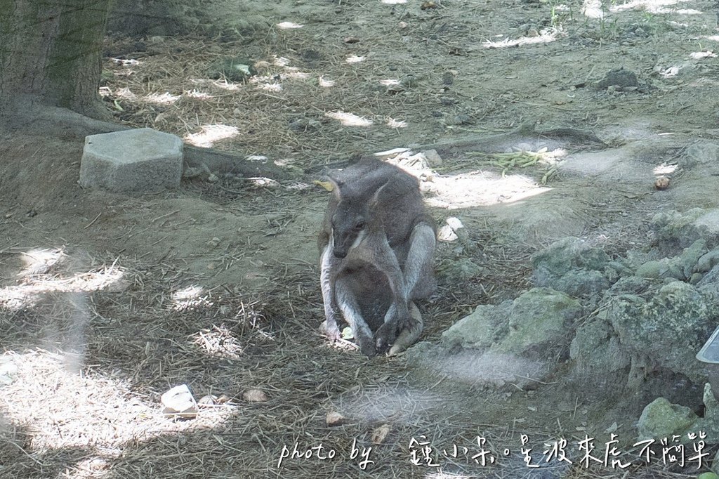 高雄親子景點一日遊推薦｜華一休閒農場 X 壽山動物園