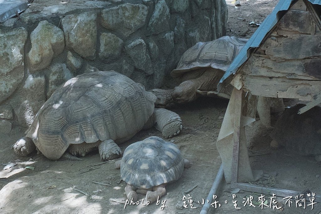 高雄親子景點一日遊推薦｜華一休閒農場 X 壽山動物園