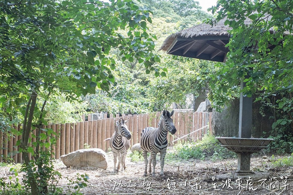 高雄親子景點一日遊推薦｜華一休閒農場 X 壽山動物園