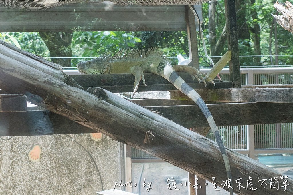 高雄親子景點一日遊推薦｜華一休閒農場 X 壽山動物園