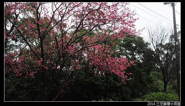 2014.2月_三芝賞櫻小雨遊049.jpg